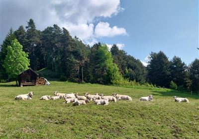 Bauernhof Holzkencht
