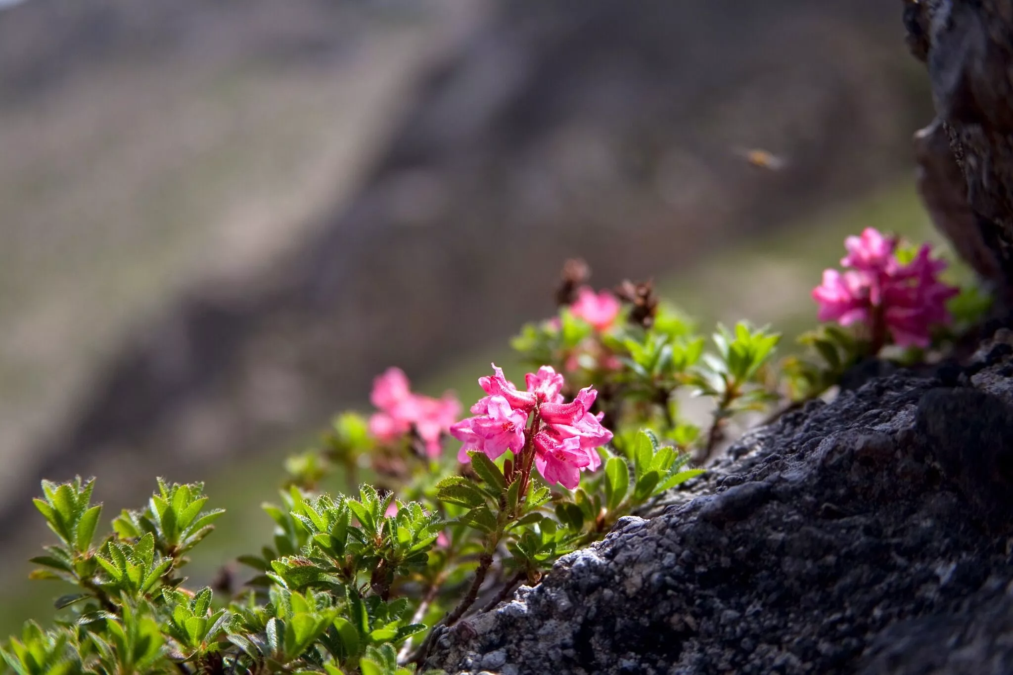 Alpenrosensteig Nassereith