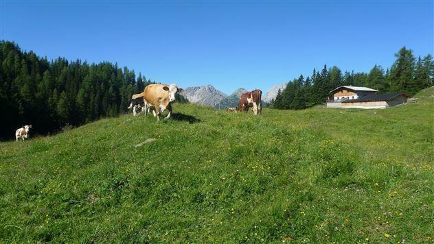 2010-Wandern-Hütten und Almen-Muthenau Alm-©Unbekannt (6).JPG