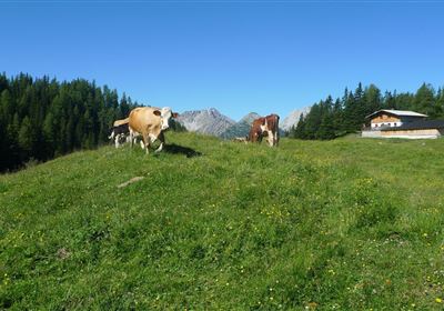 2010-Wandern-Hütten und Almen-Muthenau Alm-©Unbekannt (6).JPG