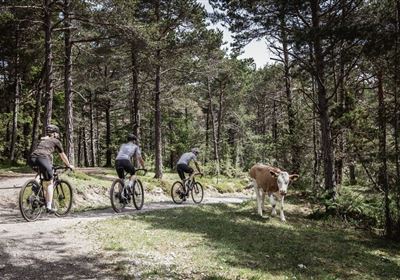 2022-Radfahren-Gravelbike-Imst-Nassereith-©Werbeagentur DieWest (42).jpg