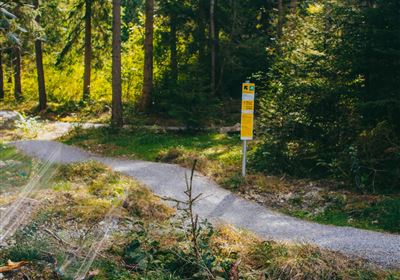 Flitz Up Trail - Flitz Family Trail Wald 
